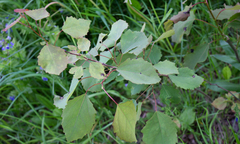 Populus tremula