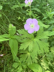 Geranium maculatum