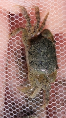 Hemigrapsus oregonensis