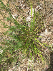 Dichanthelium depauperatum