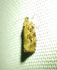 Phaecasiophora confixana