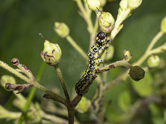 Cucullia canariensis