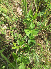Rubus setosus