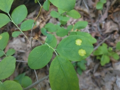 Exobasidium maculosum