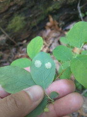 Exobasidium maculosum