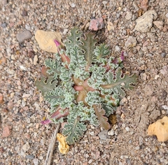 Glyptopleura marginata