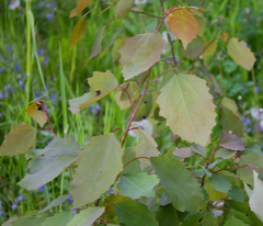 Populus tremula