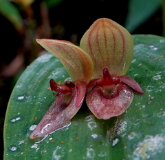 Pleurothallis siphoglossa