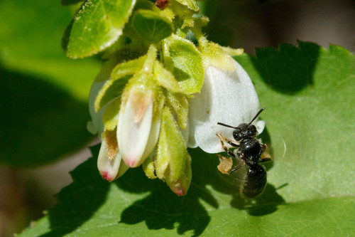 Panurginus atramontensis