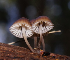Mycena yuulongicola