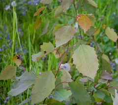 Populus tremula