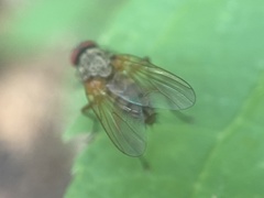Cholomyia