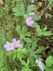 Geranium maculatum
