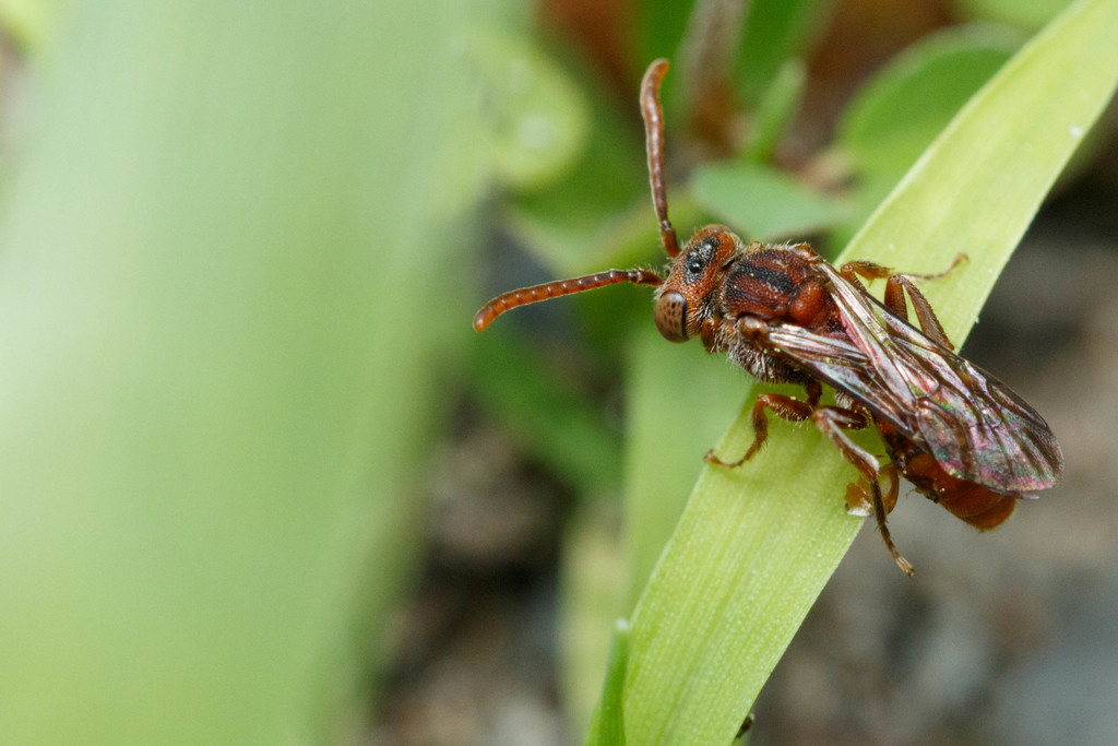 Small Cuckoo Nomad Bee