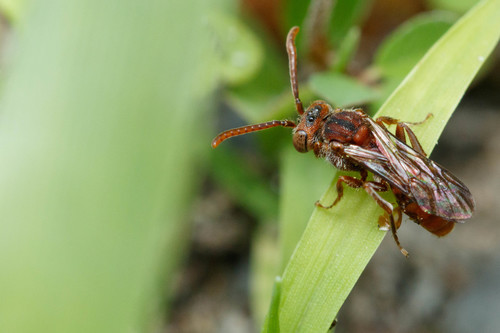 Nomada parva