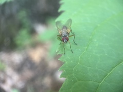 Cholomyia