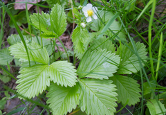 Fragaria vesca