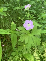 Geranium maculatum