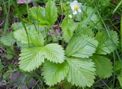 Fragaria vesca