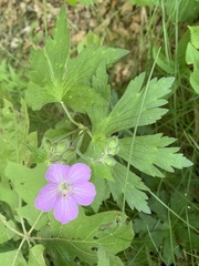 Geranium maculatum