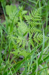 Anthriscus sylvestris