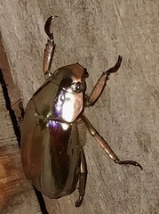 Chrysina chrysargyrea