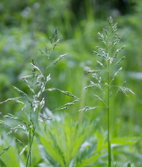 Poa pratensis
