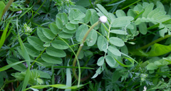Astragalus cicer