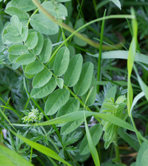 Astragalus cicer