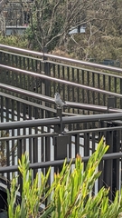 Colluricincla harmonica