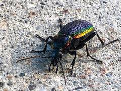 Carabus vietinghoffii