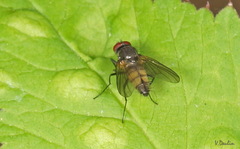 Thricops semicinereus