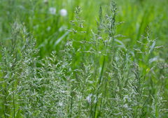 Poa pratensis