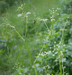 Anthriscus sylvestris