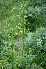 Anthriscus sylvestris