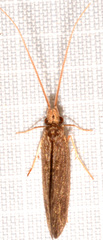 Lepidostoma togatum