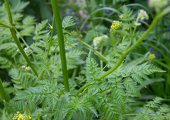 Anthriscus sylvestris