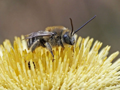 Tetraloniella hohmanni