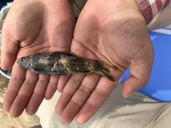 Sarcocheilichthys sinensis