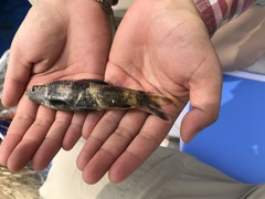 Sarcocheilichthys sinensis