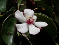 Blakea quadrangularis