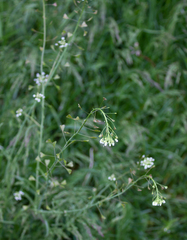 Capsella bursa-pastoris