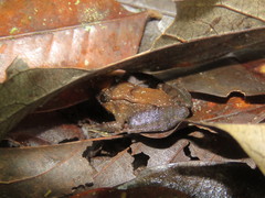 Limnonectes palavanensis