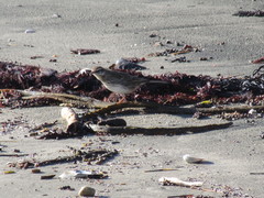 Anthus novaeseelandiae