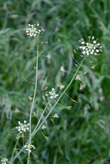 Capsella bursa-pastoris