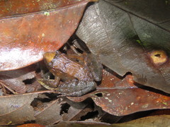 Limnonectes palavanensis
