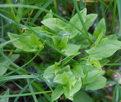Convolvulus arvensis