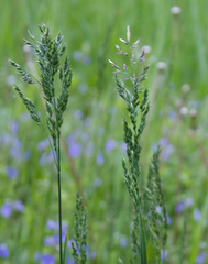 Poa pratensis