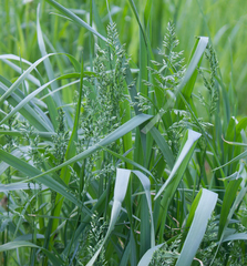 Poa pratensis