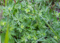 Potentilla argentea